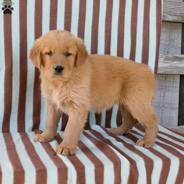 Winnie, Golden Retriever Puppy